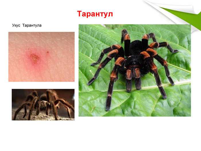 19 самых опасных инвазионных видов растений в россии. описание и фото — ботаничка