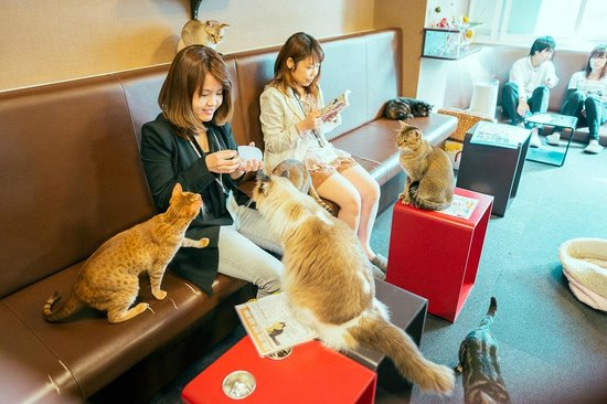★ 13 самых симпатичных кошачьих кафе по всему миру ★  - советы путешественникам
