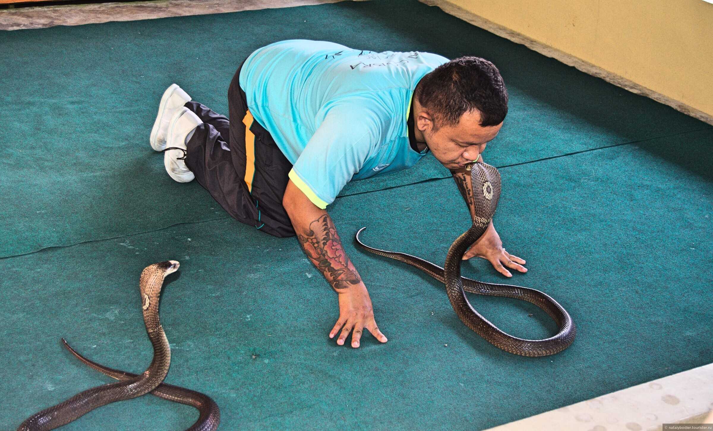 Змеиная ферма на пхукете (phuket snake show) - шоу с кобрами