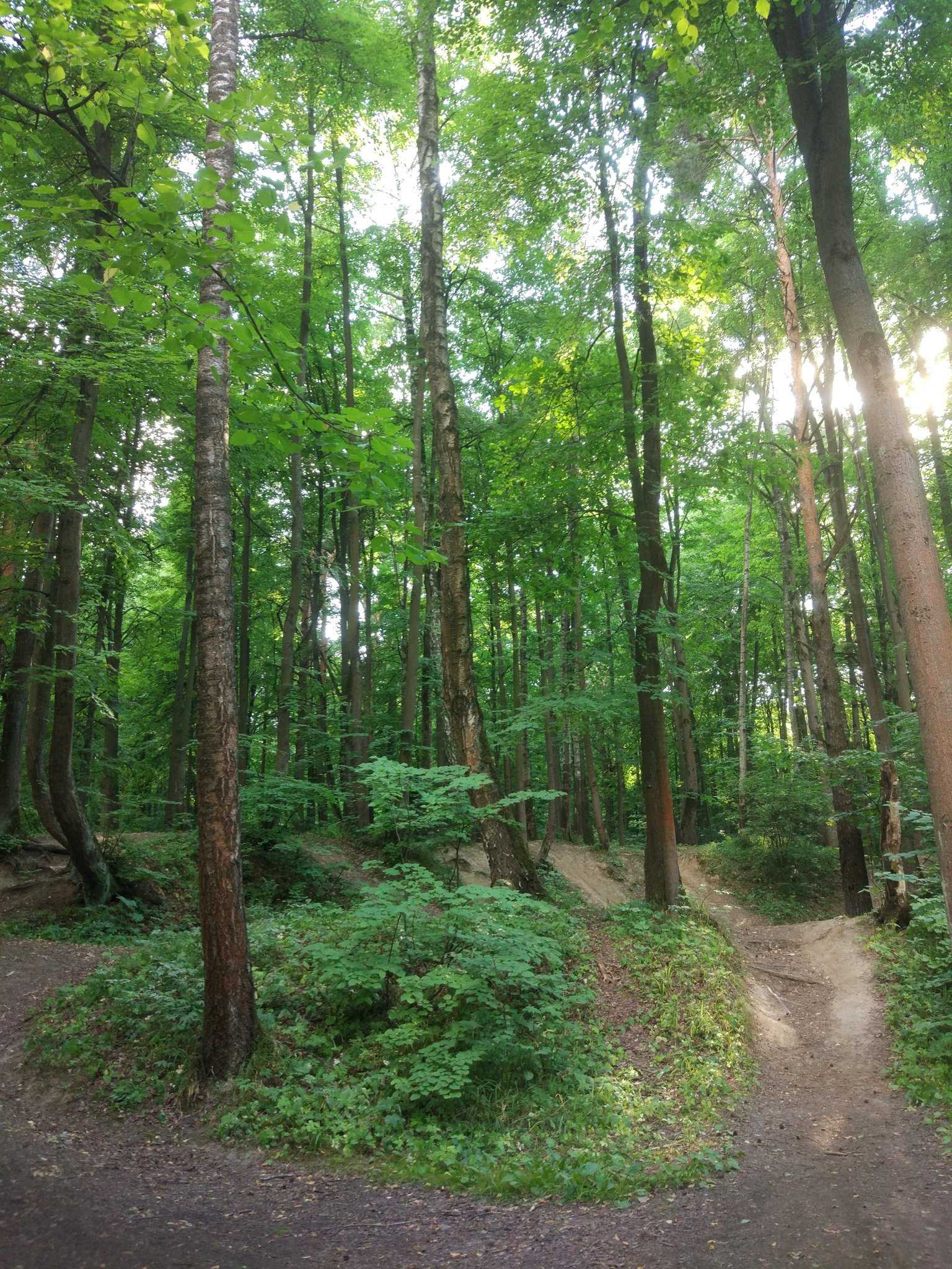 Природный парк "битцевский лес": местоположение, описание, отзывы :: syl.ru
