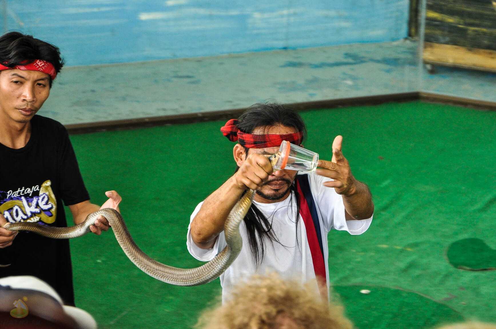 Альказар и шоу змей в тайланде