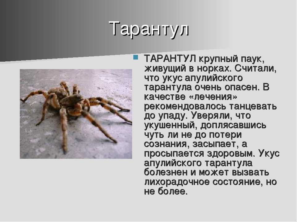 Что делать при укусе крымского тарантула. внимание! ядовитые пауки идут в атаку